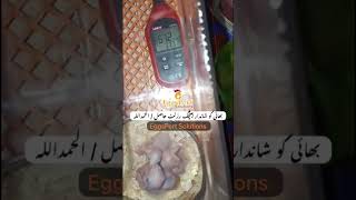 Parrot &amp; All Birds Full Automatic Incubator | 98% Hatching Results with Video Proof 03004444911