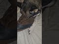 Aries the Husky: Old Daddy Shoe to eat! #ariesthehusky #ytshorts #huskies #dogvideos (5/20/26)