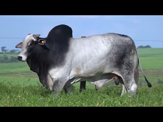 Lote 53   Leilão Terra Boa