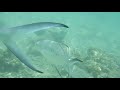 ニューカレドニア ヌメアから一番近い離島でシュノーケリング