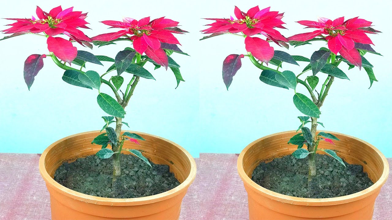How to Grow Poinsettia Plants Care Tips of Poinsettia Plants YouTube