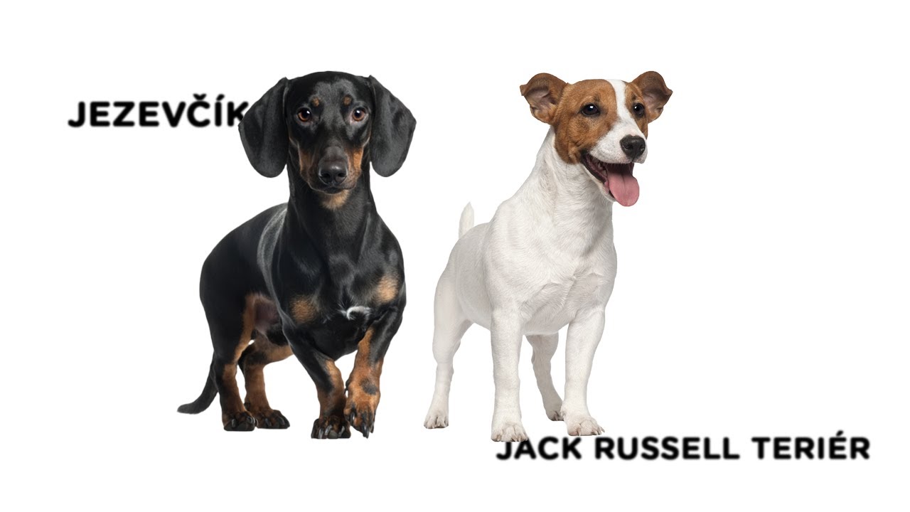 Duel Jezevčík vs. Jack Russell teriér - Tlapka TV