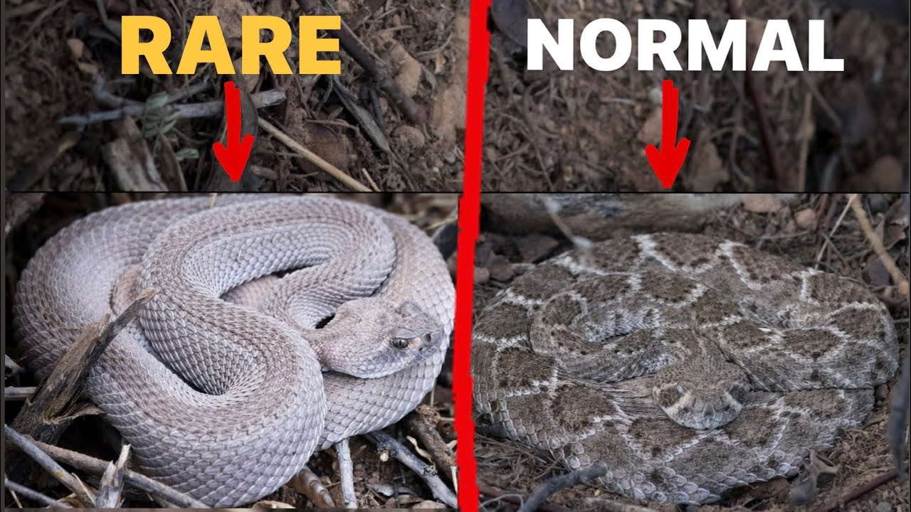 I Found a VERY Rare Rattlesnake! Epic Rattlesnake Hunt! - YouTube