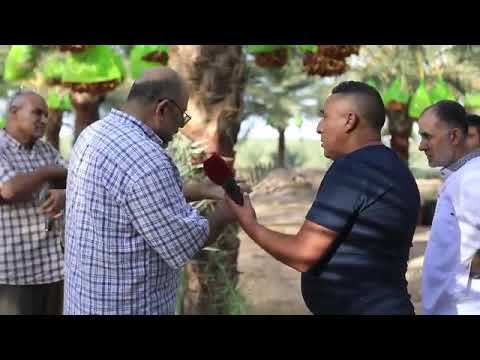 موسم جني التمور ببلدية الدوسن 51