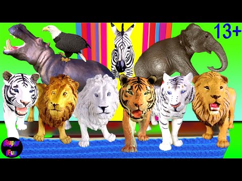 Video: Burchell's zebra: larawan, paglalarawan, tirahan, pamumuhay