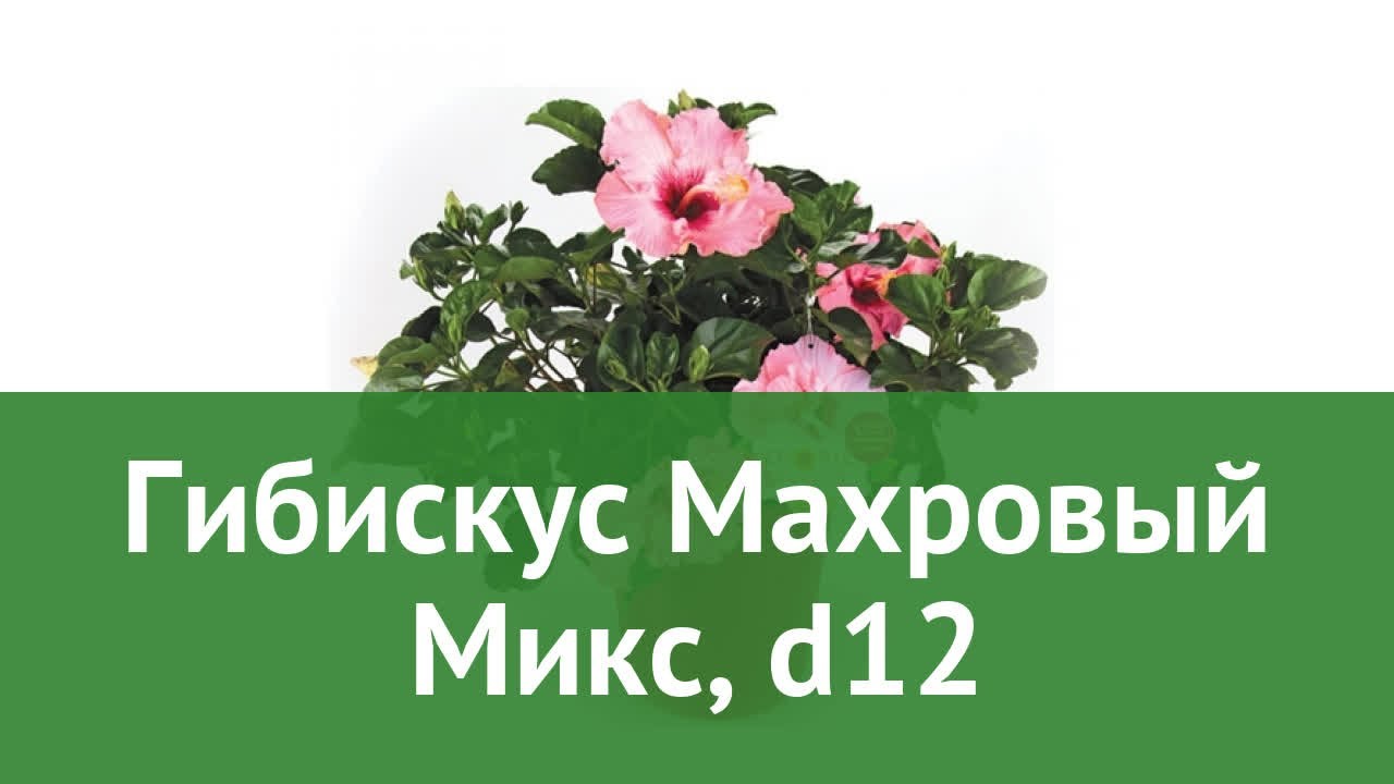 Тольятти Интернет Магазин Гибискус