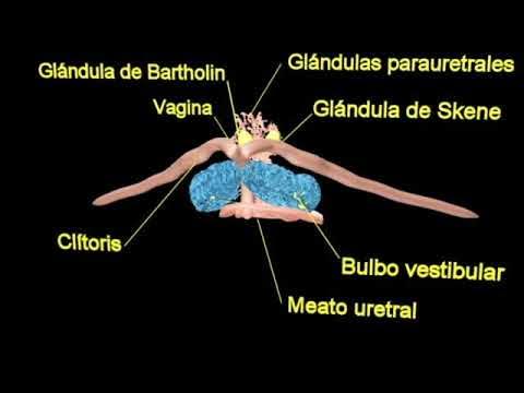 Como desinflamar el clítoris remedios caseros