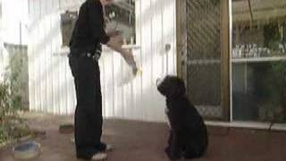 Oscar (the Portuguese Water Dog) does Tricks