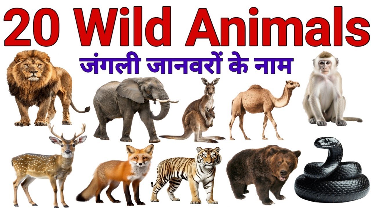 Wild Animals for Kids | Learn 25 Wild Animals Names in English | 