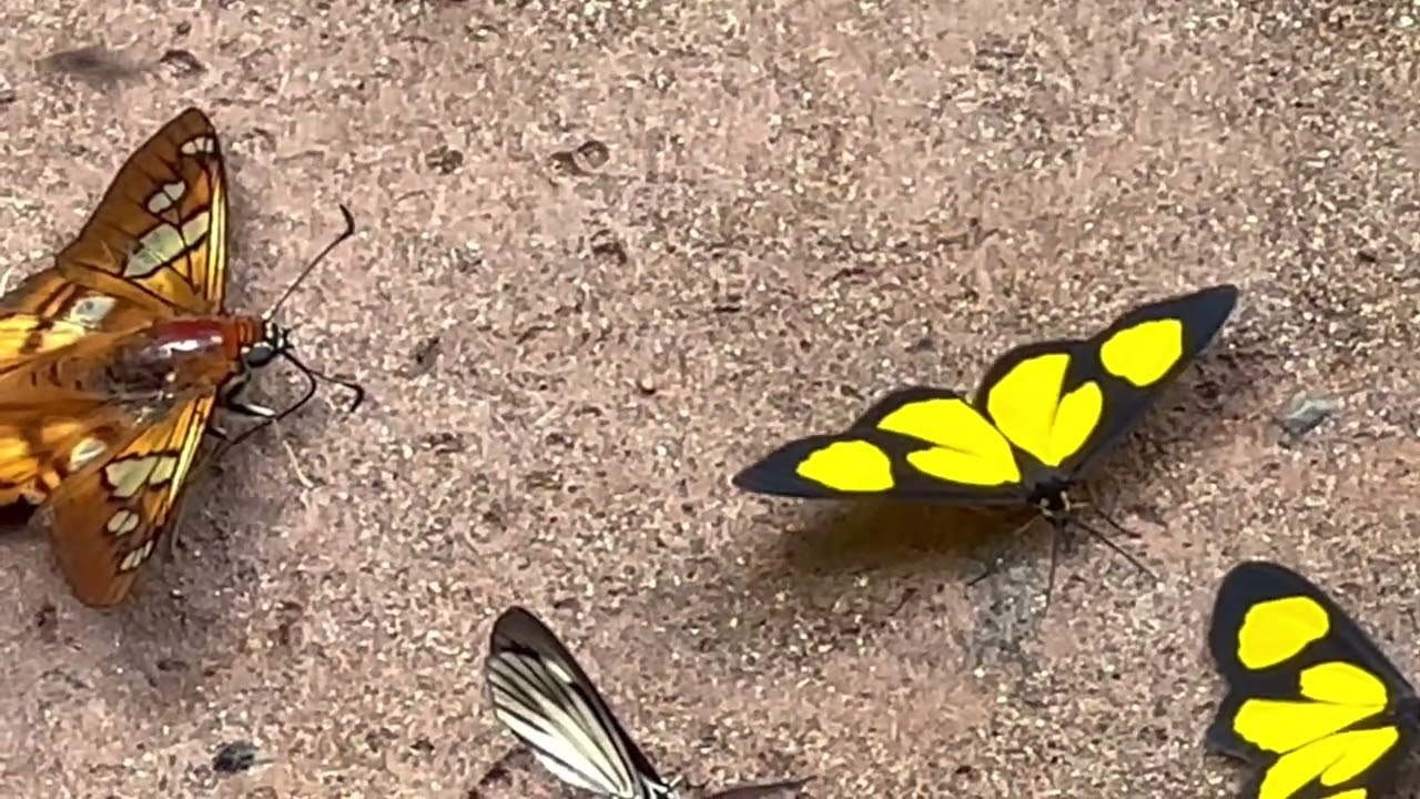 Butterflies Mudpuddling in Peru
