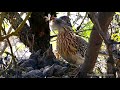 Greater Roadrunner feeding her babies.