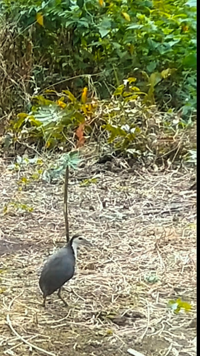 Download lagu SUARA PIKAT RUAK-RUAK AMPUH #youtubeshorts #videoshort #fyp