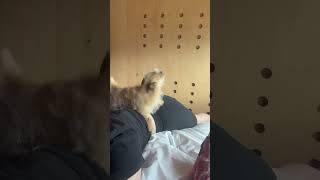 Protective Dog Shields Owner From Playful Spanks