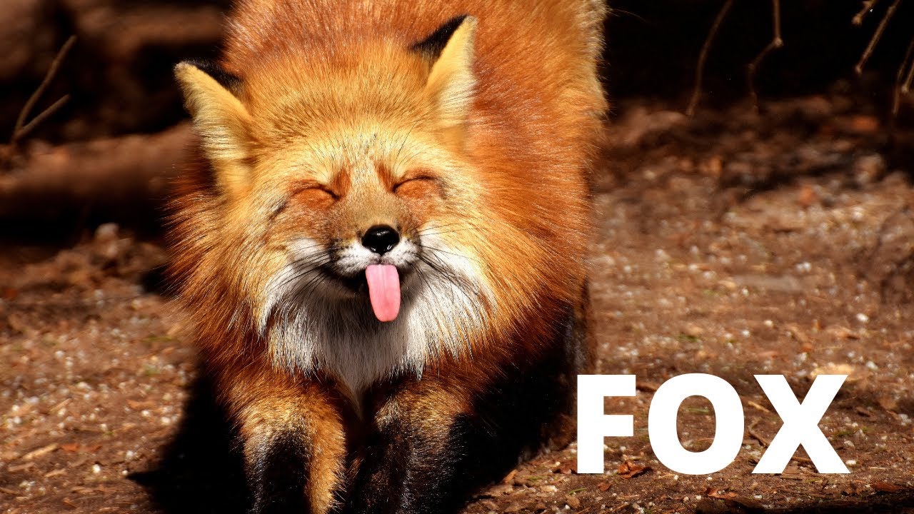 Fox fox fox 🐺🦊 YouTube Fox fox fox 🐺🦊 YouTube