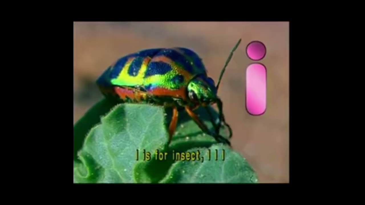 I For Insect Color I Is For Insect - YouTube