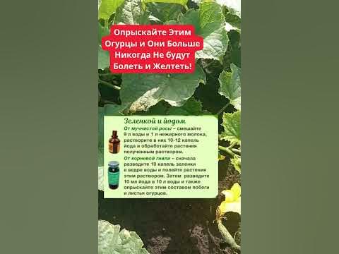 Опрыскайте Этим Огурцы и Они Больше Никогда Не будут Болеть и Желтеть ...