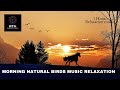 MORNING NATURAL BIRDS MUSIC RELAXATION | Singing Birds Meditation| Morning Peaceful Birds song|1hour