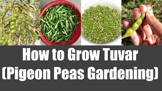 Gardening: How to Grow Tuvar Toor (Pigeon Peas) Home Garden Video | Bhavna's Kitchen screenshot 1