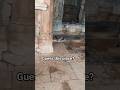 #shortvideo #shorts #adventure #horrorshorts #viralvideo