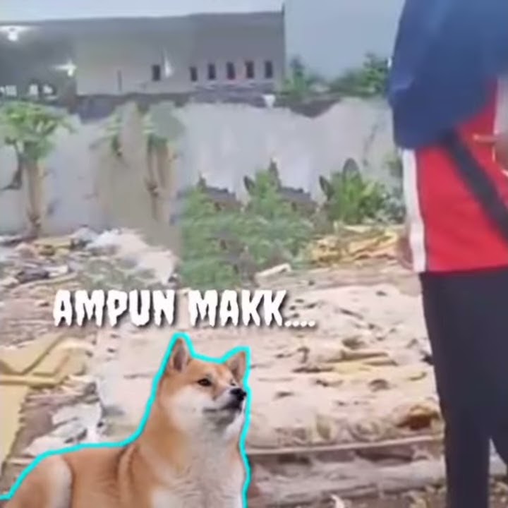 Status WhatsApp cuy.nonton aja goblok jangan di tiru👍😂😀