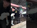 【牛が高熱】耳が下がっていたのはある病気が原因でした