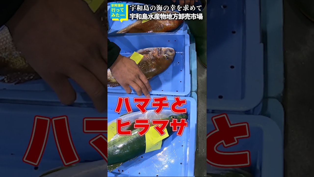 Professional Tips: How to Distinguish Between Yellowtail and