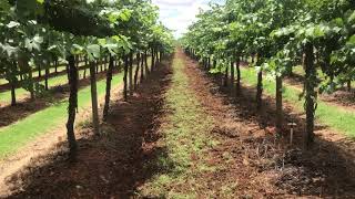 Irymple Vineyard