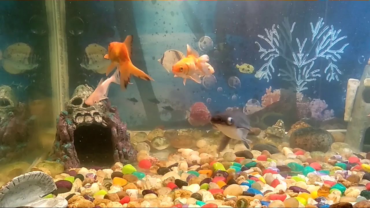 New Aquarium low cost YouTube