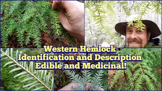 Western Hemlock - Identification and Description of an Edible and Medicinal Tree screenshot 5