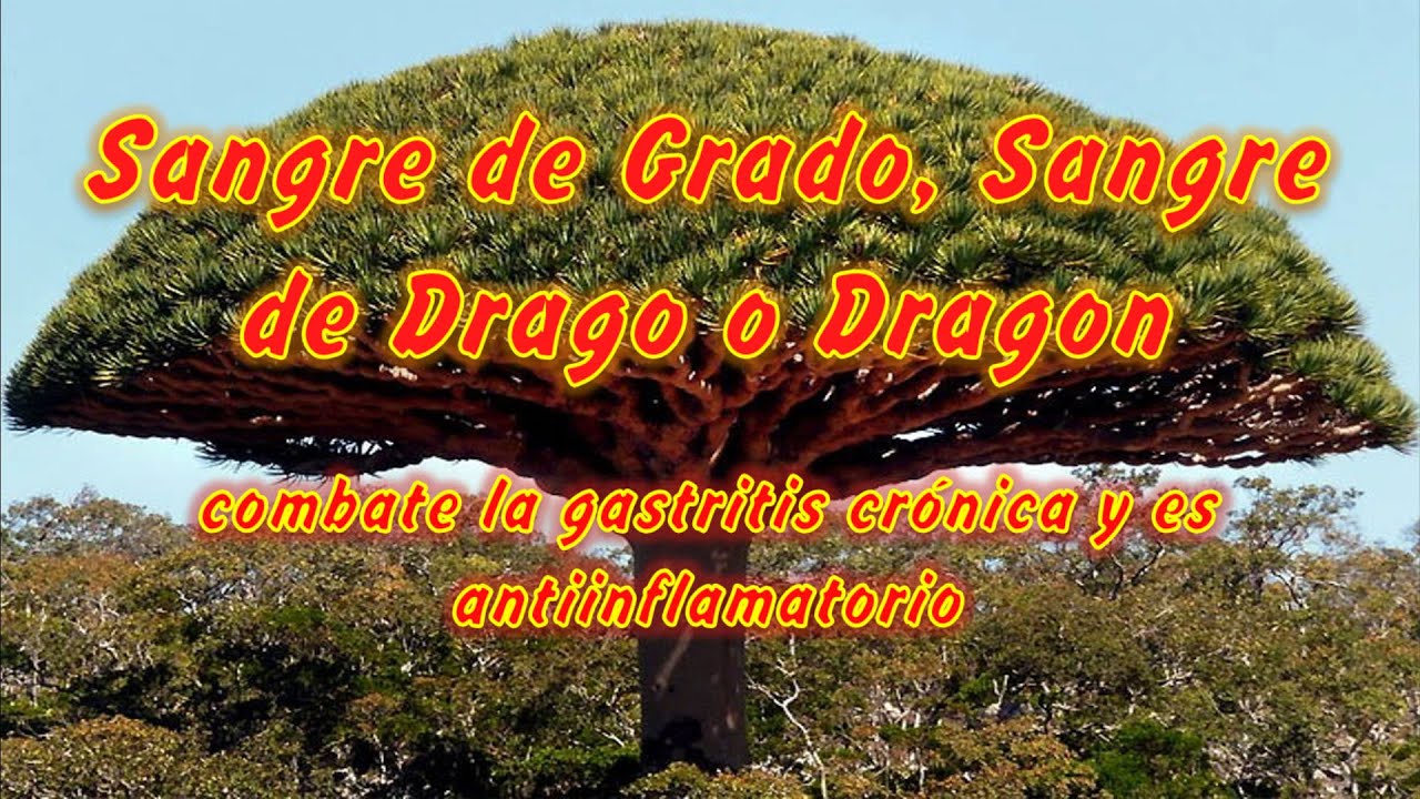 Planta medicinal para adelgazar la sangre