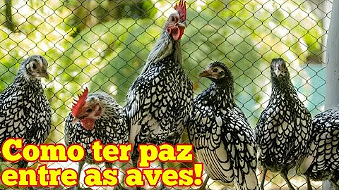 O que fazer para galinha parar de cacarejar?