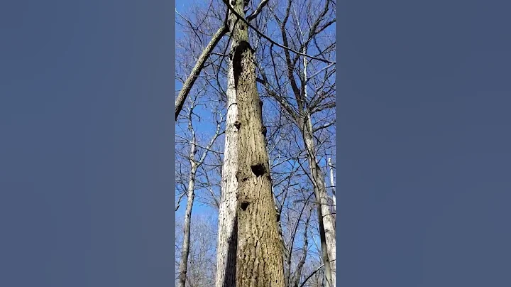 The Floating Tree of Wise Oaks. #trees