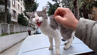 This Stray Cat Has the Manliest Meow Ever