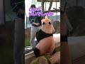 なんと賢い❗🐼手のひら説明飼育員さん 子パンダ楓浜 #shorts #panda #パンダ