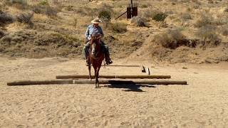 Shiloh - 10 Year Old Gelding
