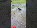 #চিনাহাঁস শর্ট ভিডিও | | #duck shorts video viral | | #likes #subscribe #share 🦤