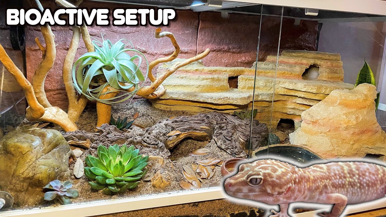 Our Best Leopard Gecko Bioactive Setup and How Set it Up | Frogs Plants - YouTube