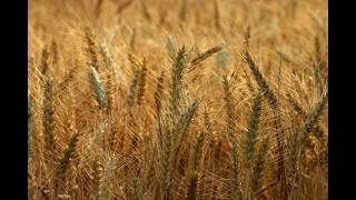Information 16th Sunday in Ordinary Time, Year A: 1st Reading and Psalm: Catholic Bible Study Guide