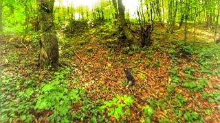 Burun Farkıyla Kaçtı☺️ First Week Of November My Woodcock Hunt. Kira Ile Çulluk Avı
