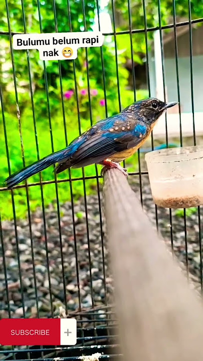 BURUNG TROTOL TLEDEKAN GUNUNG GACOR...BIKIN ADEM