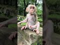 BABY MONKEY EATING FRUIT. #funnymonkeys #animalkingdom #monkeyadventures #naturelovers