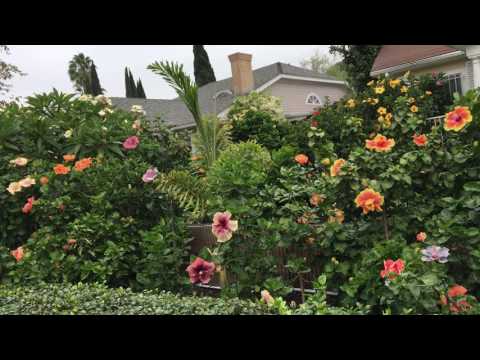 Video: Hibiscus - A Decoration For Your Garden