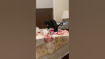 The Purr-fect Assistant! 😂