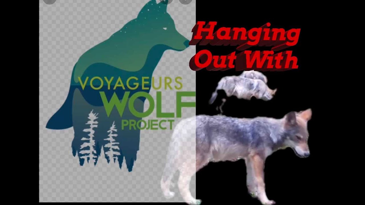 Wolf Project I Went Out With Voyageurs Wolf Project & This Is What I learned About ...