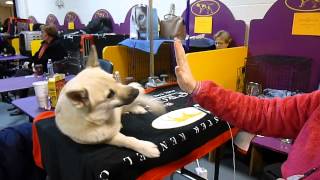 Norwegian Buhund - GCH Jotunn Bella Binna by Petful on YouTube 3,596 views 9 years ago 12 seconds
