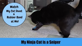 My Cat is a Sniper by Serena the kAt 237 views 2 months ago 2 minutes, 44 seconds