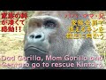 モモタロウとゲンキ夫婦、怯えるキンタロウを慌てて救出♪兄ゲンタロウも駆けつける♪家族の絆でチビニシゴリラを守る♪【京都市動物園 2022/3/23公開】