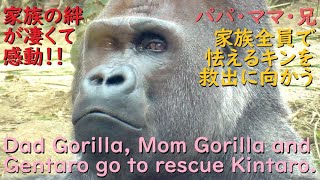 The gorilla couple and Gentaro rush to the rescue of the frightened Kintaro. Kintaro hugs his mom.