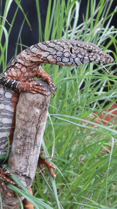 The Perentie Lizard Perentie Monitor Lizard Facts In Hindi lizard the-perentie-lizard-perentie-monitor-lizard-facts-in-hindi-lizard