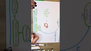 Nitrogen cycle 6.1.3c OCR A level Biology